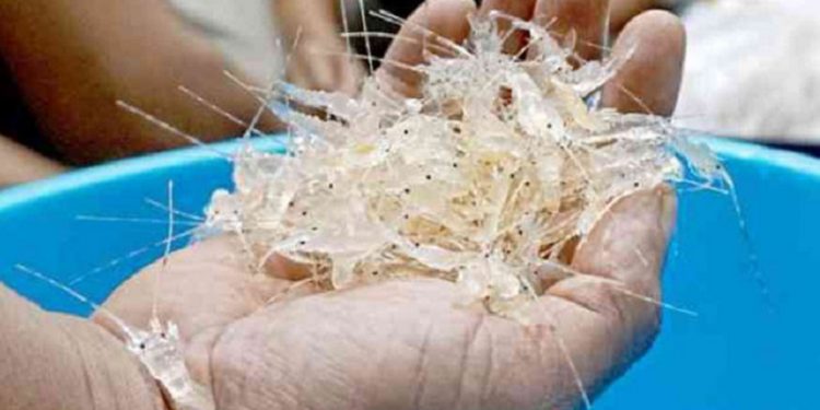 Jreng! Luhut Setop Izin Ekspor Benih Lobster